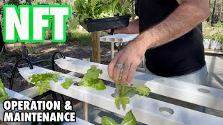 Nutrient Film Technique Operation and Maintenance [upl. by Bashemeth]