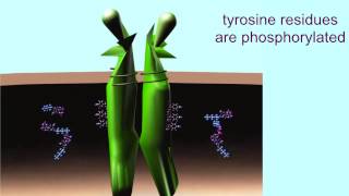 RECEPTOR TYROSINE KINASES [upl. by Aramat402]