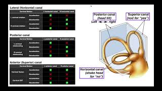 Semicircular Canals EXPLAINED  Structures amp Physiology [upl. by Plafker310]