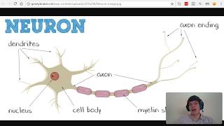 MCAT Question of the Day Action Potential vs Graded Potential [upl. by Airamesor550]