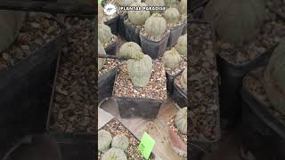 EUPHORBIA OBESA SEX DETERMINATION [upl. by Mushro142]