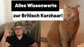 Britisch Kurzhaar Katze  Alles zur Haltung Wesen und Kosten [upl. by Latsyk]