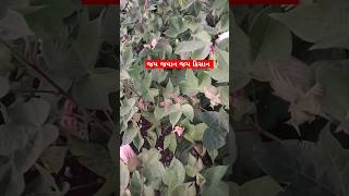 ખેડૂત farming વાડી viralvideo આયવા તો સબસ્ક્રાઈબ કરતા જાવ [upl. by Helali]