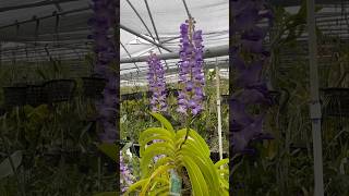 Check out this Rhynchostylis coelestis ‘blue’ with 4 flower spikes What a great vanda orchid [upl. by Schecter]