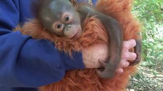 Baby Orangutan Born at the Houston Zoo [upl. by Jerald]