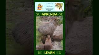 Espiadinha selvagem Capivara  Capybara capivara capybara carpinchos animais pantanal [upl. by Durward]