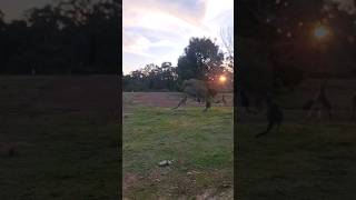 Mob of Kangaroos skipping across the countryside kangaroo kangaroos Australia shorts country [upl. by Eicyak746]