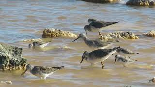 Yellowlegs and Sandpipers feeding at Cargill Salt Ponds Bonaire [upl. by Cyrilla]