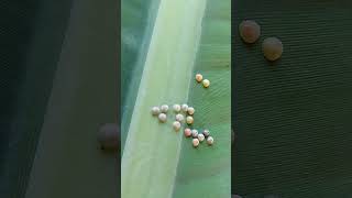 Rainbow Eggs🌈🥚insects IdentificationInsect EggsInsects Laying Eggsshorts [upl. by Voccola555]