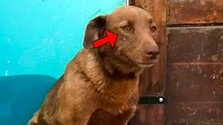 Sad Dog Was Stuck in a Shelter For 2 Years Then it Recognizes The Scent of Someone Familiar [upl. by Gillie]