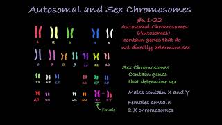 Reading Karyotypes [upl. by Nolasba]