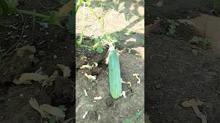 Khira ki kheti 🔥✅ cucumber farming farming farmer kisan shortskishan cucumber gardening [upl. by Epstein291]