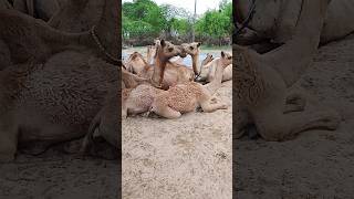 2 camels routine enjoy love interesting beautiful scene enjoy camels cuteanimal camelbythar [upl. by Holloway]