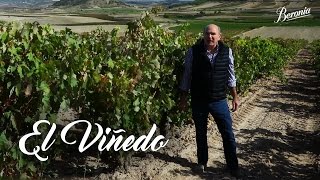 Cómo se elabora el mejor vino tinto  El Viñedo [upl. by Soll852]