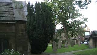 Irish Yew  Taxus baccata fastigiata  Trees [upl. by Favian]