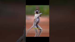 Lemur Sifaka shortvideo hewan [upl. by Cymbre]