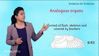 Evidences for Evolution  Homologous Organs Analogous Organs and Fossils [upl. by Inglebert38]