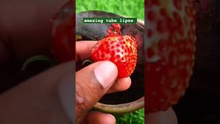 Strawberry plant lapse 🍓🍓🍓🌿garden agriculture timelapse plants viral short [upl. by Beaulieu293]