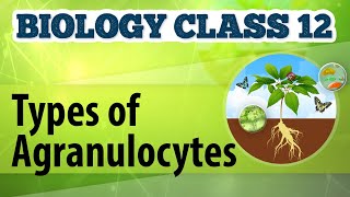 Types of Agranulocytes  Circulation  Biology Class 12 [upl. by Ron]