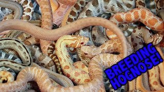 How to breed HOGNOSE SNAKES with Joe Schmidt [upl. by Aihsirt832]