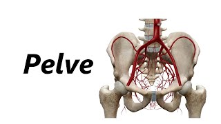 Anatomia das Artérias em 3D  Pelve [upl. by Nemracledairam]