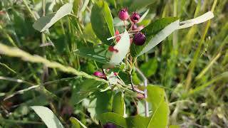 Les FRUITS DÉLICIEUX et SURPRENANTS de lAMELANCHIER Découverte gourmande [upl. by Elsi]