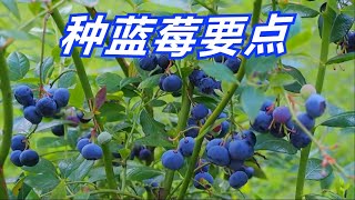 種藍莓 学种蓝莓树坐等吃蓝莓 How to Grow Blueberries at Home [upl. by Annaet]