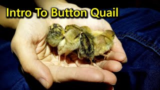 Intro To Button Quail [upl. by Joachim99]