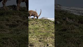 Ein Mächtiger Steinbock🥰zufrieden und glücklich🍀mein Kanal🫶Bergwelt Schweiz🙏🇨🇭🇨🇭🙏 [upl. by Edwina]