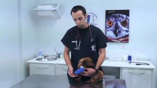 GESTIONE DI UNA FASCIATURA PER ANIMALI  Clinica veterinaria borghesiana  Roma [upl. by Yetak]