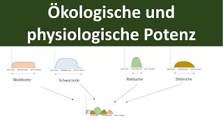 Ökologische und physiologische Potenz stenök euryök  Ökologie Teil 5 [upl. by Leslie]