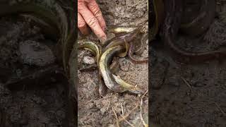 Too many snake fish under watery muddy soil ytshorts fishing catchingfish rural [upl. by God256]