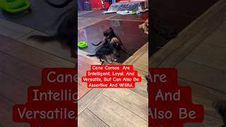 Cane Corso Puppies Are Often Calm barkingbliss doglover dog viral cutedog canecorso puppy [upl. by Glad]