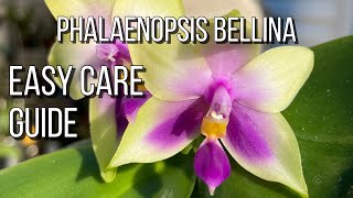 Phalaenopsis Bellina Easy Care Guide Orchid Care For Beginners [upl. by Sarid]