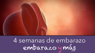 4 semanas de embarazo  Primer mes  EMBARAZOYMAS [upl. by Aihsyla]