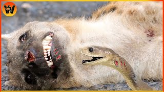 15 Crazy Moments Hyenas Suffer Pain When Hit By Snake Venom  Animal World [upl. by Seiber]