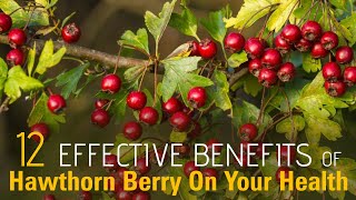 12 Effective Benefits Of Hawthorn Berry On Your Health  Healthspectra [upl. by Bambie]