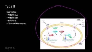 Steroid hormone receptors [upl. by Winter]