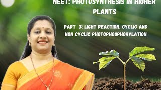 NEET PHOTOSYNTHESIS IN HIGHER PLANTS PART3 LIGHT REACTION CYCLICampNON CYCLICPHOTOPHOSPHORYLATION [upl. by Thacker]