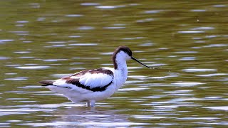 Tenkozobec opačný Recurvirostra avosetta Pied Avocet Säbelschnäbler [upl. by Terra287]