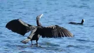 Cormorano un pescatore eccezionale [upl. by Convery]