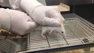 Mouse Subcutaneous SC Injection [upl. by Adlee562]