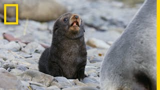 Fur Seals Overcome Extinction On ‘Resurrection Island’ – Ep 1  Wildlife Resurrection Island [upl. by Kinelski818]