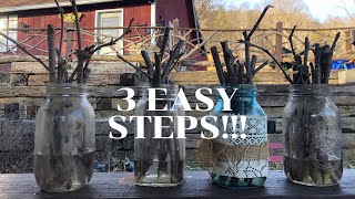 How to Propagate Elderberry in 3 EASY STEPS [upl. by Shoshana]