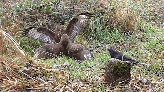 Common buzzards fighting for food 227  Raven hide food 000 and come back 355 [upl. by Odraude]