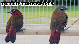 The finch breeding season has started and Im pairing up some of the worlds rarest finches [upl. by Acirej855]