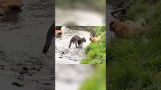 ¡Canguros Sorprendentes Garras Poderosas en Acción canguros captadosencámara animalessalvajes [upl. by Shornick]