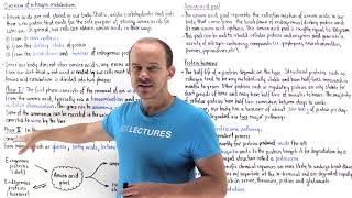 Introduction to nitrogen metabolism [upl. by Kcirddet]