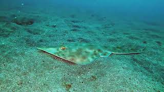 【映像記録】サカタザメとひたすら泳ぐ Swim with the graceful Brown guitarfish [upl. by Krell]