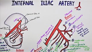 Internal Iliac Artery  Hypogastric Artery [upl. by Aelak]